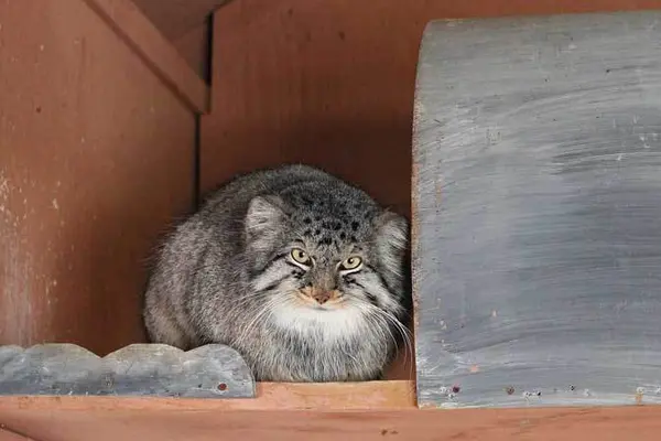 A photograph of Shar in Saitama Children's Zoo