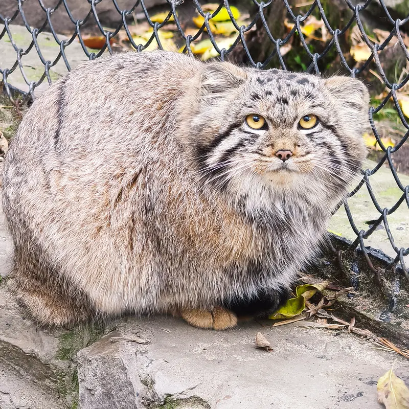 A photograph of Son of Snezhana b.2026 Ⅰ in Novosibirsk Zoo
