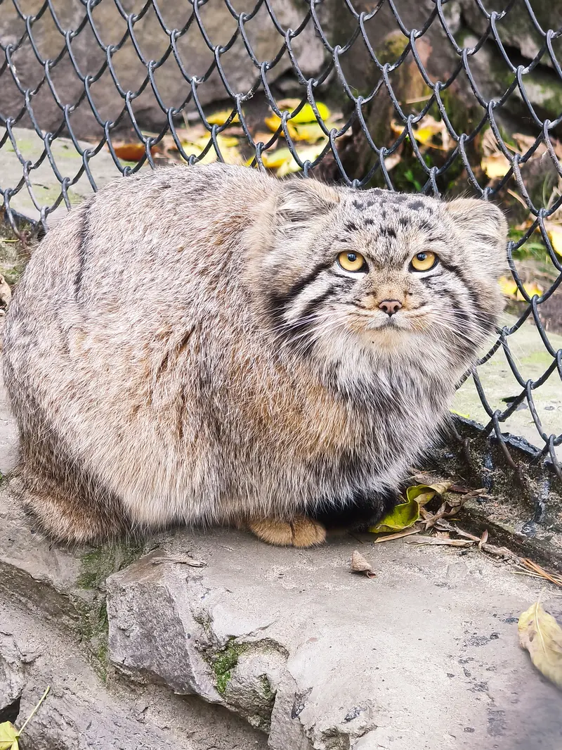 A photograph of Son of Snezhana b.2026 Ⅰ in Novosibirsk Zoo