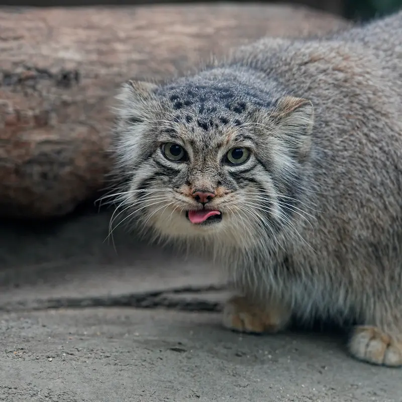A photograph of Az in Kobe Animal Kingdom