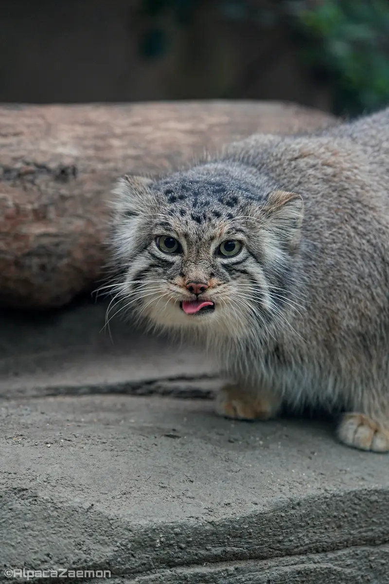 A photograph of Az in Kobe Animal Kingdom