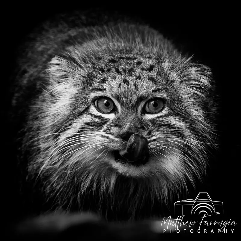 A photograph of Qara in The Big Cat Sanctuary