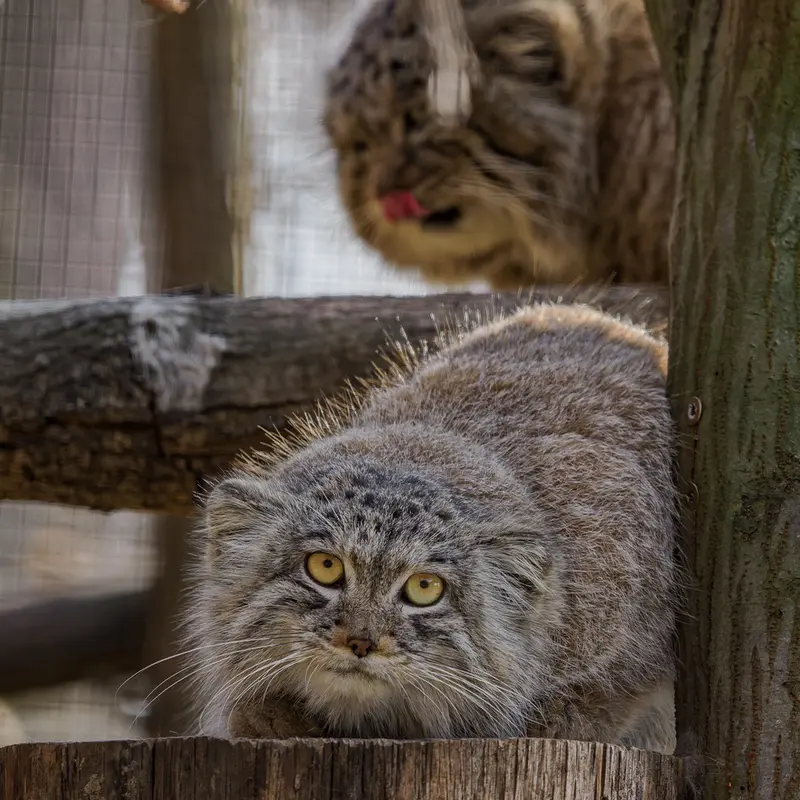 A photograph of Ariunaa in Brno Zoo