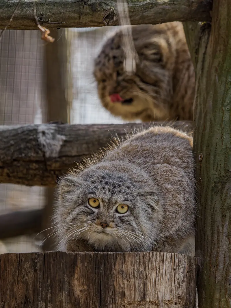 A photograph of Muztau and Ariunaa in Brno Zoo
