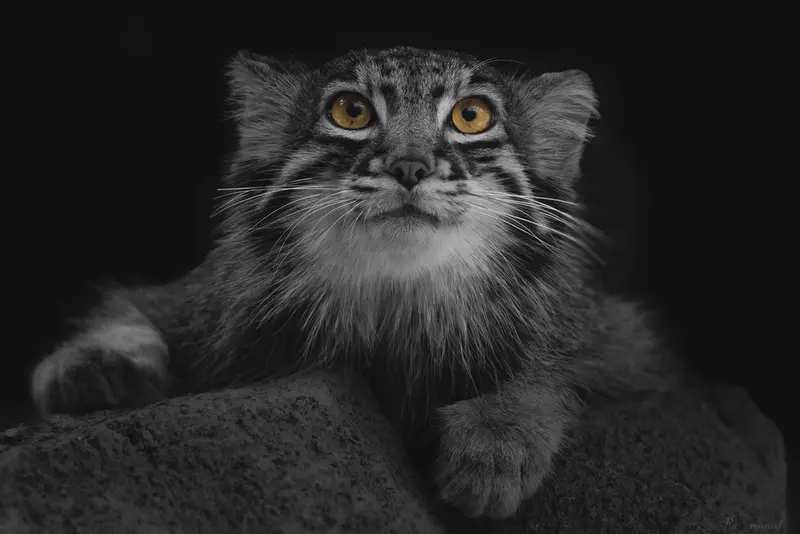 A photograph of a Pallas's cat