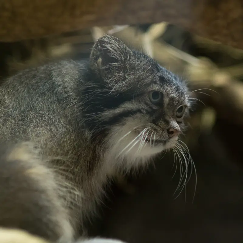 A photograph of Klyon in Ueno Zoological Gardens