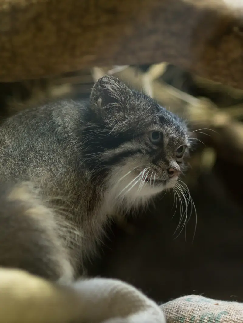 A photograph of Klyon in Ueno Zoological Gardens