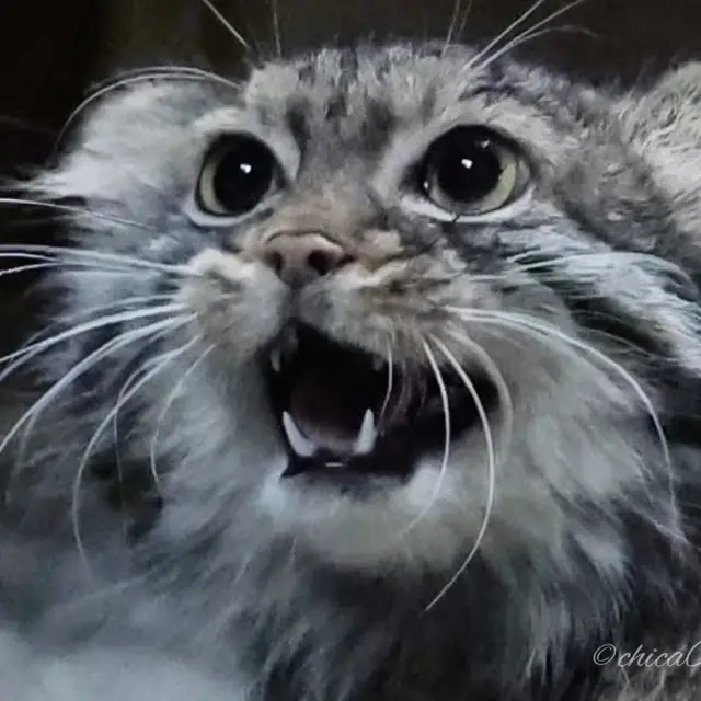 A photograph of Shafran in Ueno Zoological Gardens