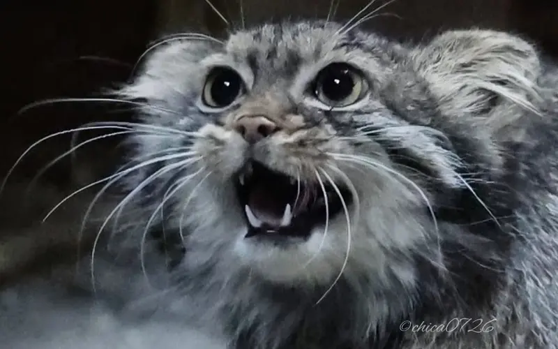 A photograph of Shafran in Ueno Zoological Gardens