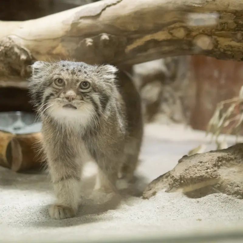 A photograph of Klyon in Ueno Zoological Gardens