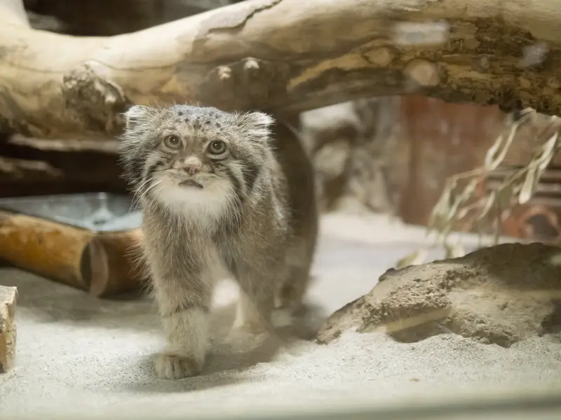 A photograph of Klyon in Ueno Zoological Gardens