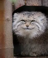 A photograph of a Pallas's cat