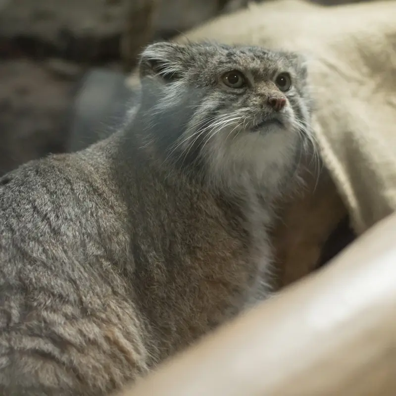 A photograph of Klyon in Ueno Zoological Gardens