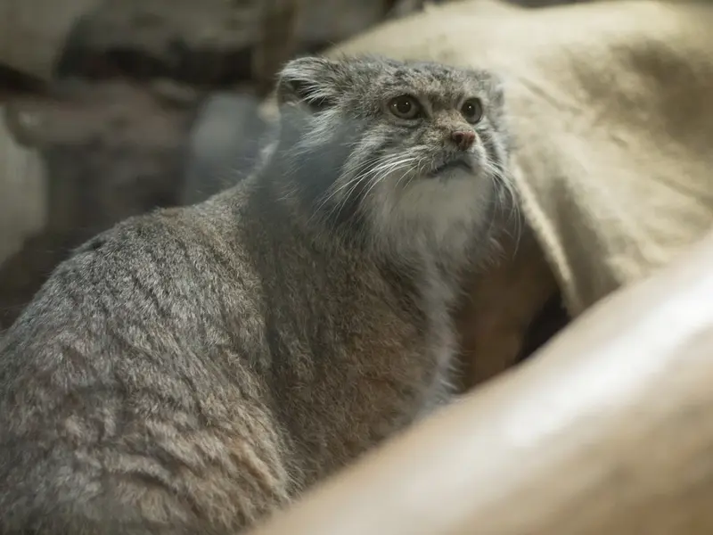 A photograph of Klyon in Ueno Zoological Gardens