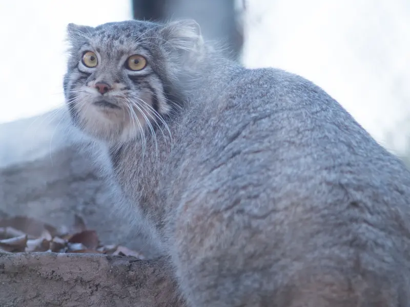 A photograph of Oto in Saitama Children's Zoo