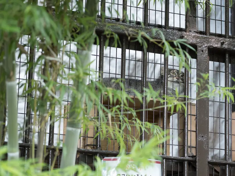 A photograph of Figa in Nogeyama Zoo