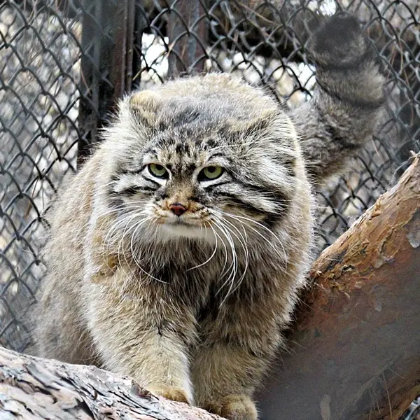 A photograph of a Pallas's cat in Novosibirsk Zoo