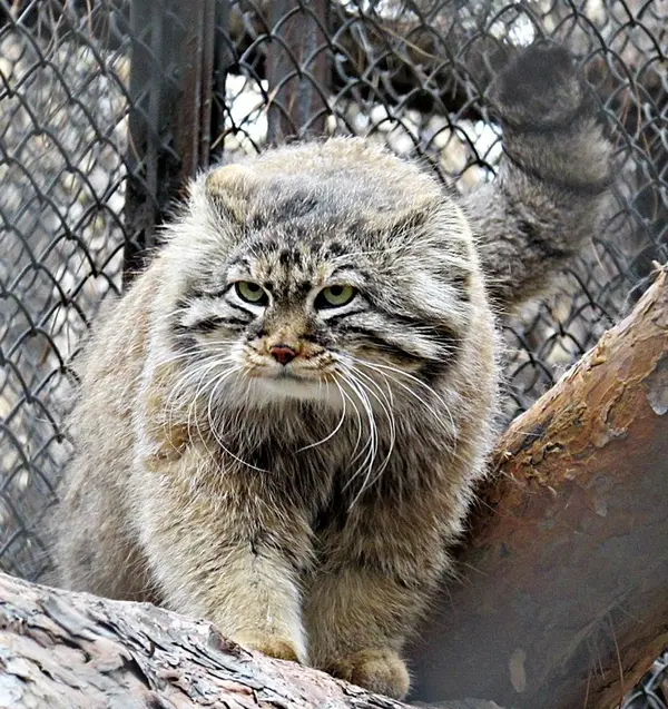A photograph of a Pallas's cat in Novosibirsk Zoo