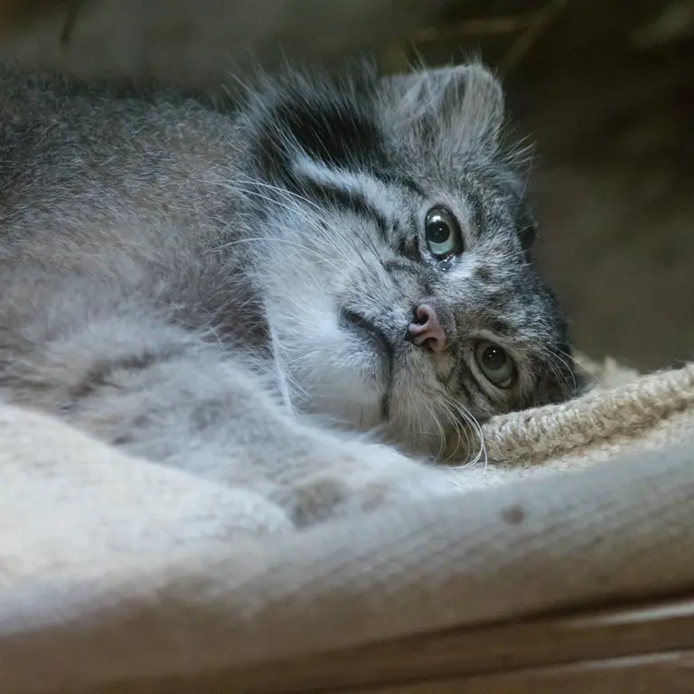 A photograph of Klyon in Ueno Zoological Gardens