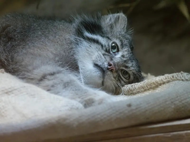 A photograph of Klyon in Ueno Zoological Gardens