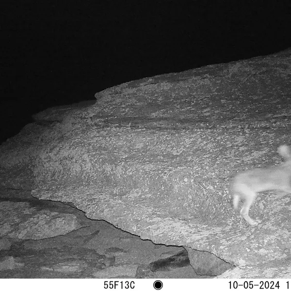 A photograph of Hare from Bektauata 1 camera trap