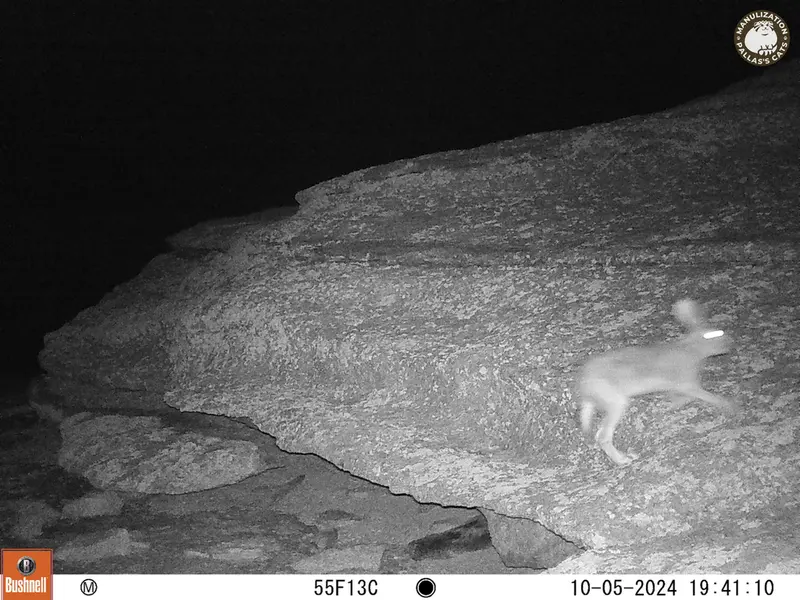 A photograph of Hare from Bektauata 1 camera trap