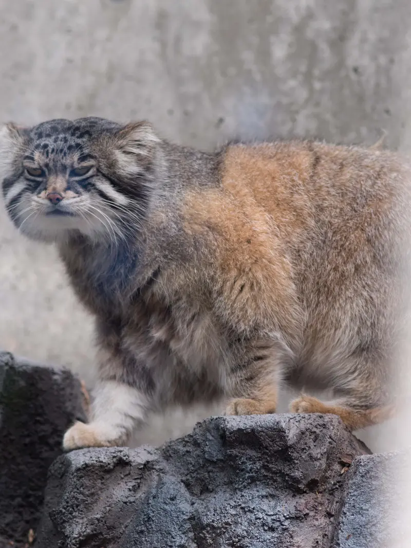 A photograph of Grusha in Asahiyama Zoo