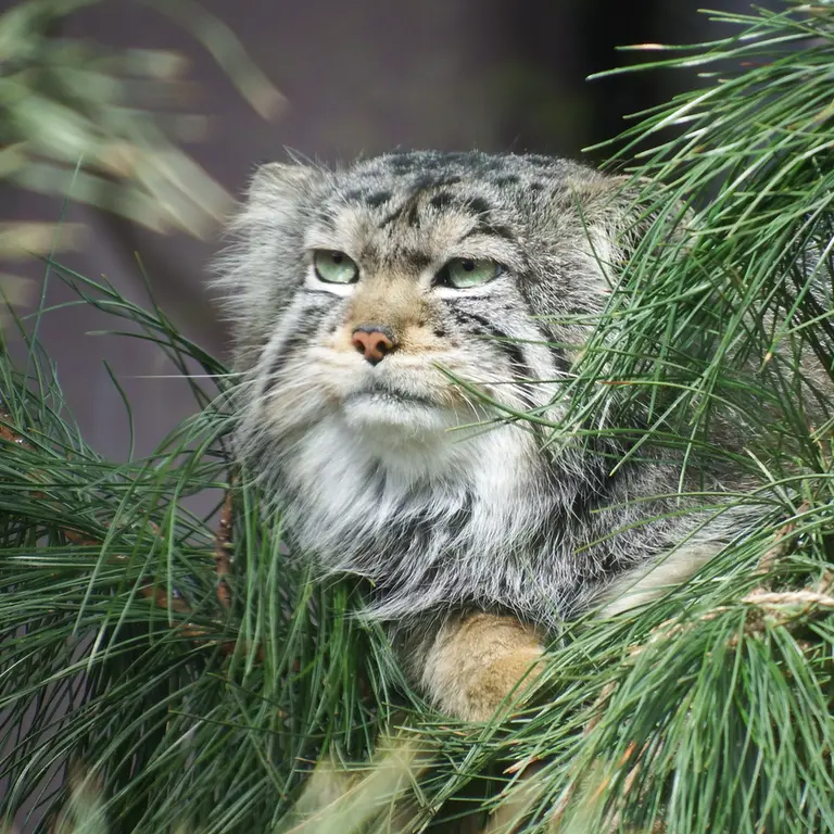 A photograph of Boris in Royev Ruchey