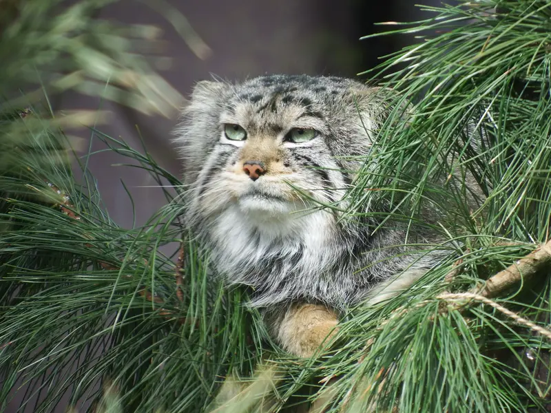 A photograph of Boris in Royev Ruchey