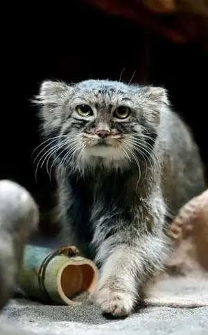Shafran returns! ( late news)