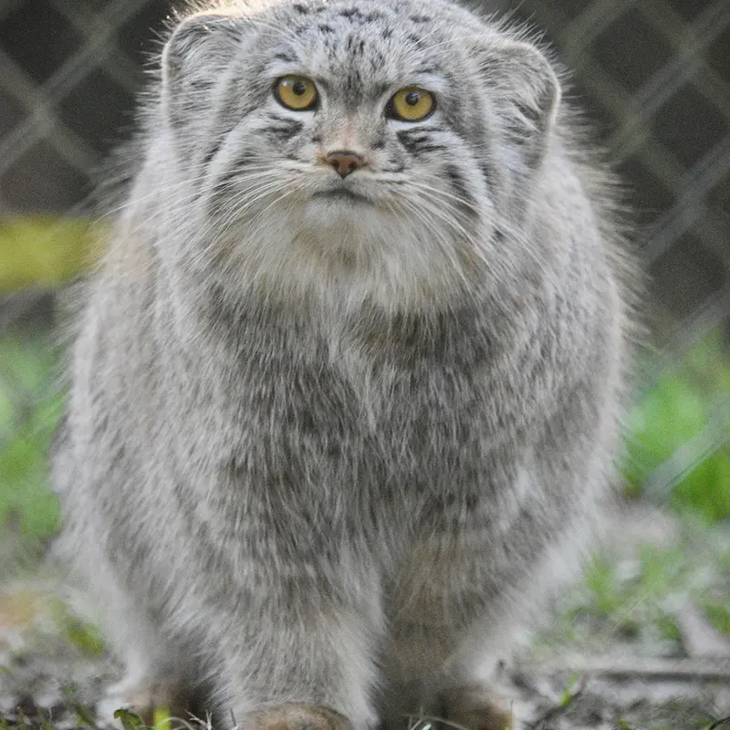 A photograph of Bat-Erdene in Port Lympne Wild Animal Park
