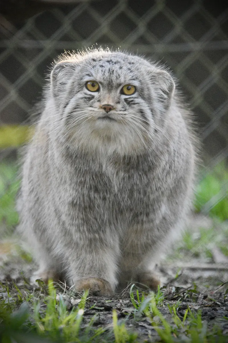 A photograph of Bat-Erdene in Port Lympne Wild Animal Park