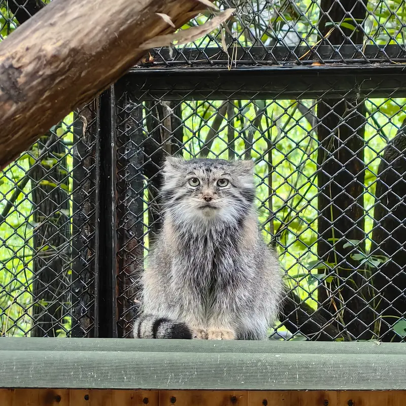 A photograph of Lastochka in Novosibirsk Zoo