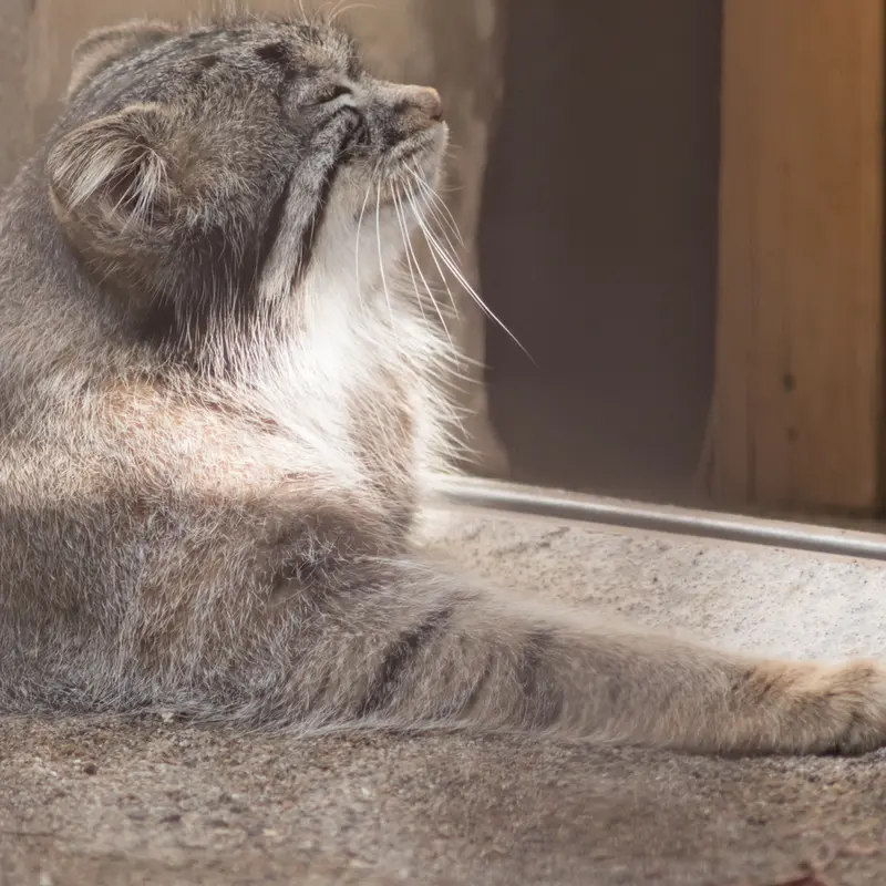A photograph of Figa in Nogeyama Zoo