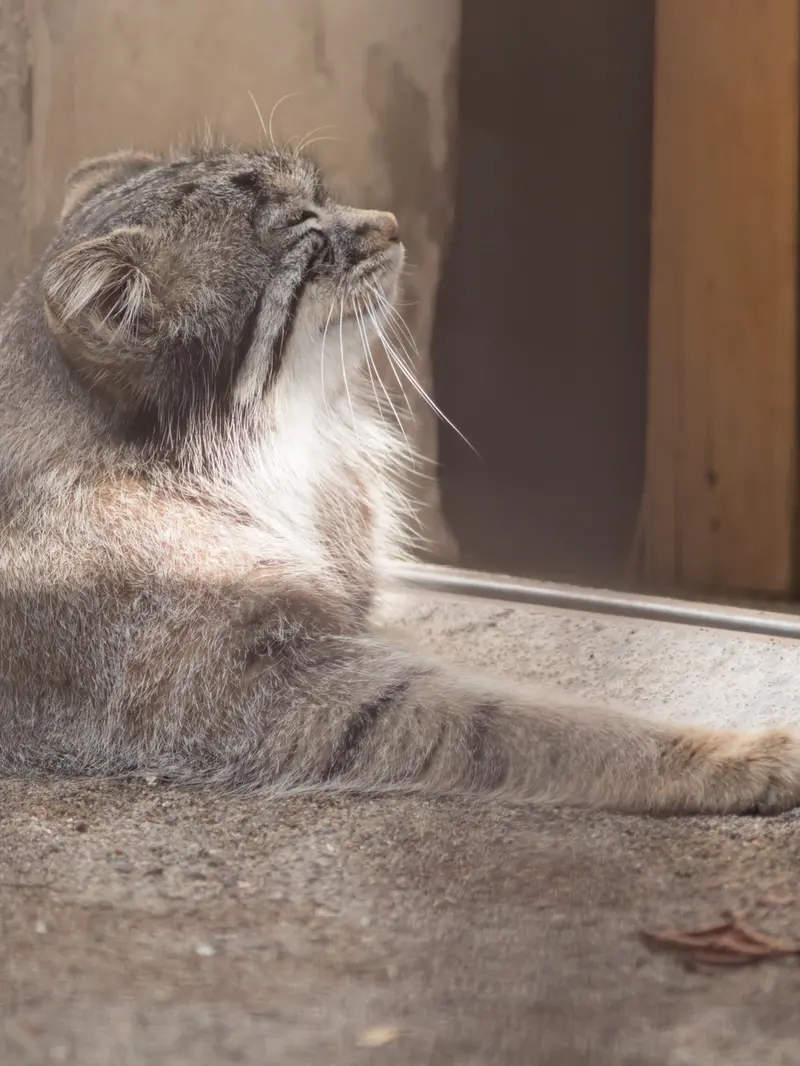 A photograph of Figa in Nogeyama Zoo