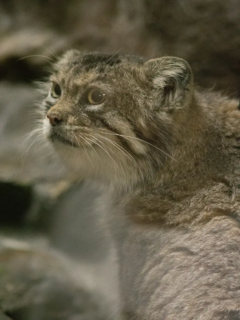 A photograph of Primula in Ueno Zoological Gardens