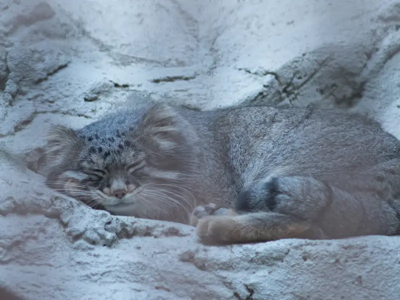 A photograph of Figa in Nogeyama Zoo