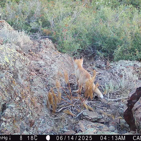 A photograph of Red fox from Zhundy 3 [new] camera trap