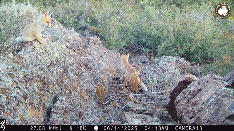 A photograph of Red fox from Zhundy 3 [new] camera trap