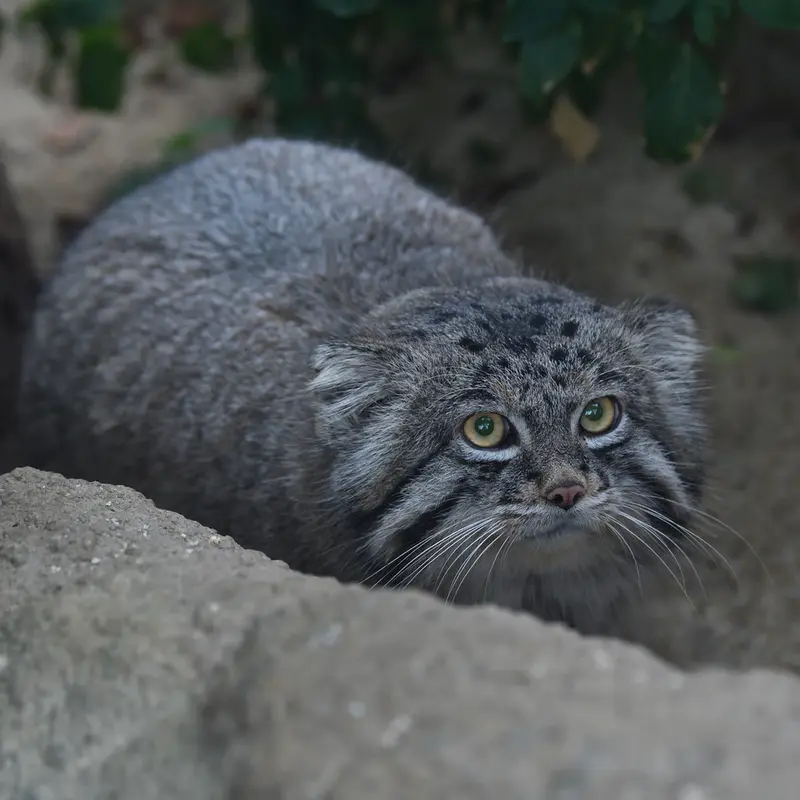 A photograph of Nar in Kobe Animal Kingdom