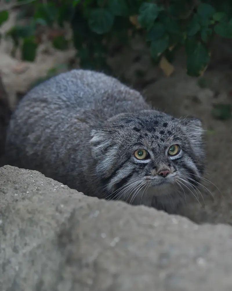 A photograph of Nar in Kobe Animal Kingdom