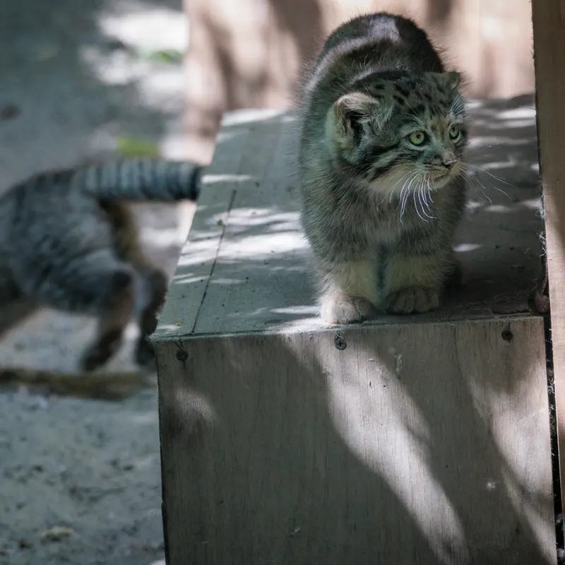 A photograph of Daughter of Lolo b.2026 Ⅰ and Son of Lolo b.2026 Ⅱ in Novosibirsk Zoo