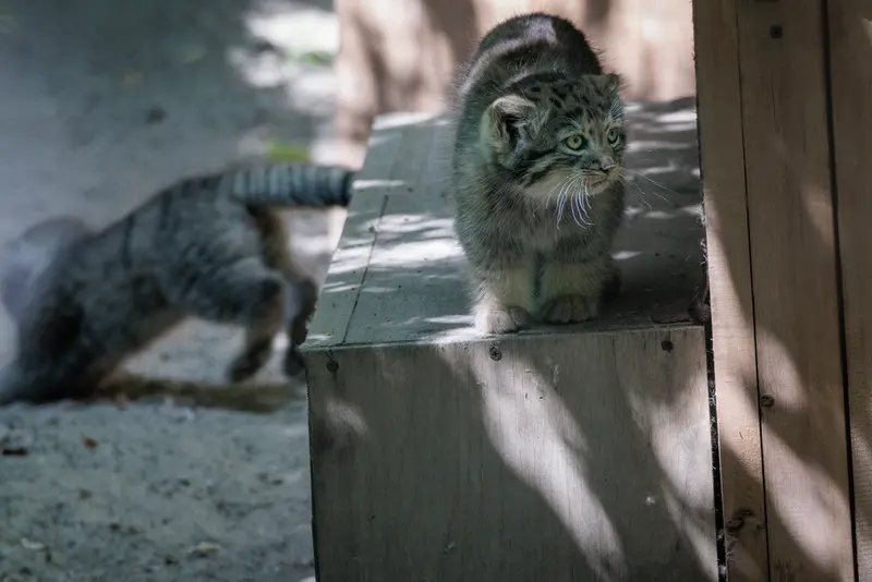 A photograph of Daughter of Lolo b.2026 Ⅰ and Son of Lolo b.2026 Ⅱ in Novosibirsk Zoo