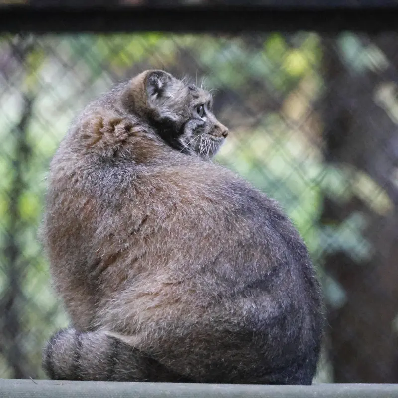 A photograph of Snezhana in Novosibirsk Zoo
