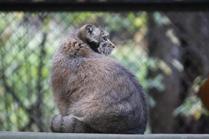 A photograph of Snezhana in Novosibirsk Zoo