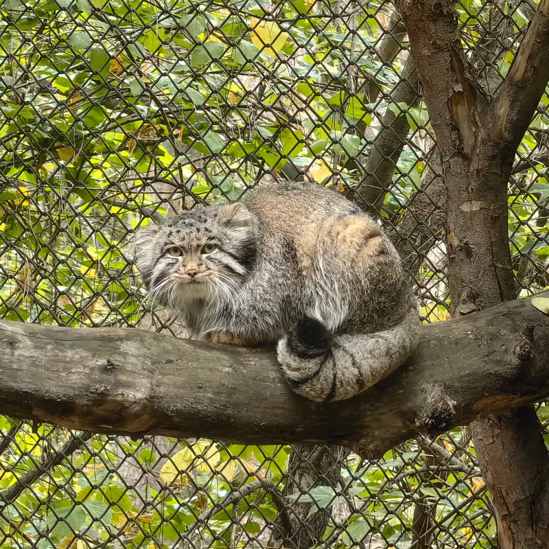A photograph of Grey in Novosibirsk Zoo