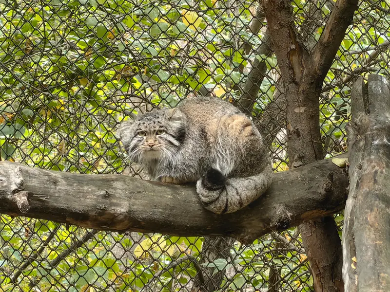 A photograph of Grey in Novosibirsk Zoo