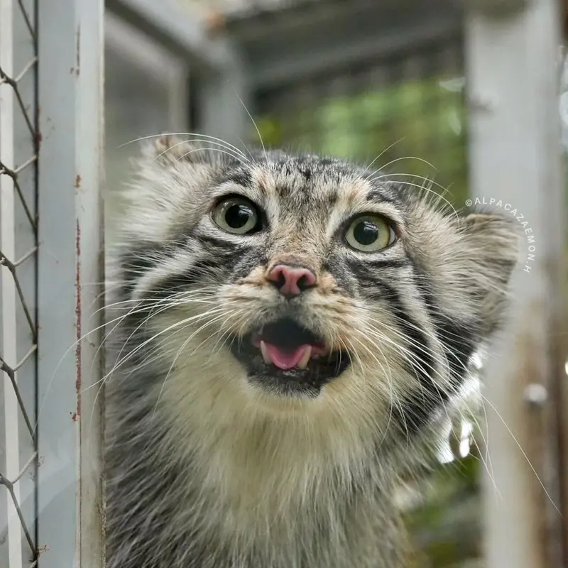 A photograph of Az in Kobe Animal Kingdom