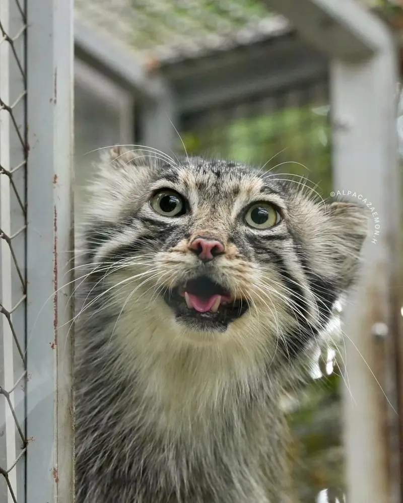 A photograph of Az in Kobe Animal Kingdom