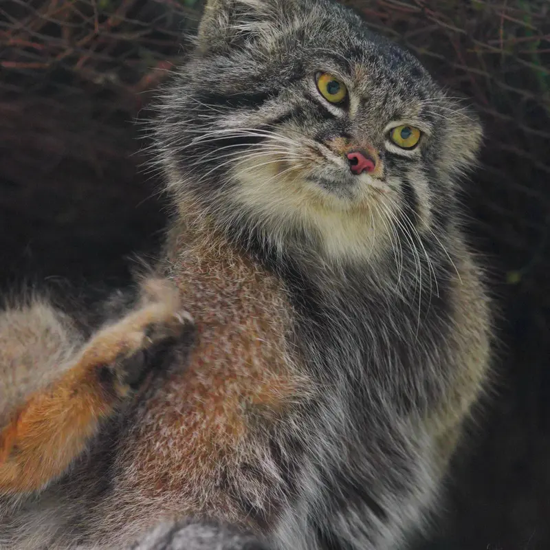 A photograph of Nar in Kobe Animal Kingdom